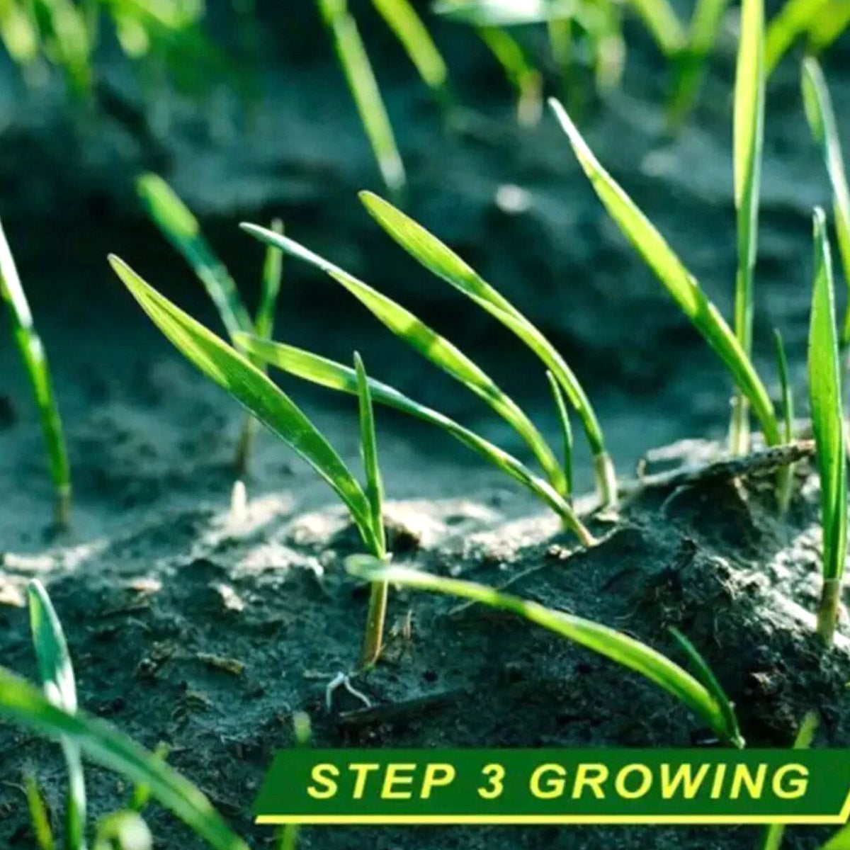 Ariko Grassaatrolle - 3mx0,20m - Grasreparatur - Grasinstallation - Grasreparatur - Sehr einfach zu bedienen - Bio-Gras - Grasrolle