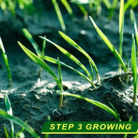 Thumbnail for Ariko Grassaatrolle – 10 x 0,20 m – Graswiederherstellung – Grasinstallation – Grasreparatur – Sehr einfach zu verwenden – Bio-Gras – Grasrolle