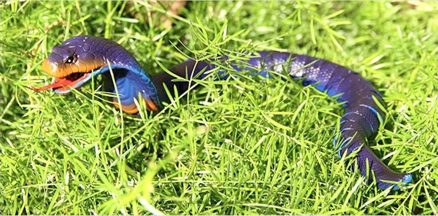 Ariko RC King Cobra - Radiografisch bestuurbare slang - Net echt - Incl Batterijen - USB Oplaadbaar