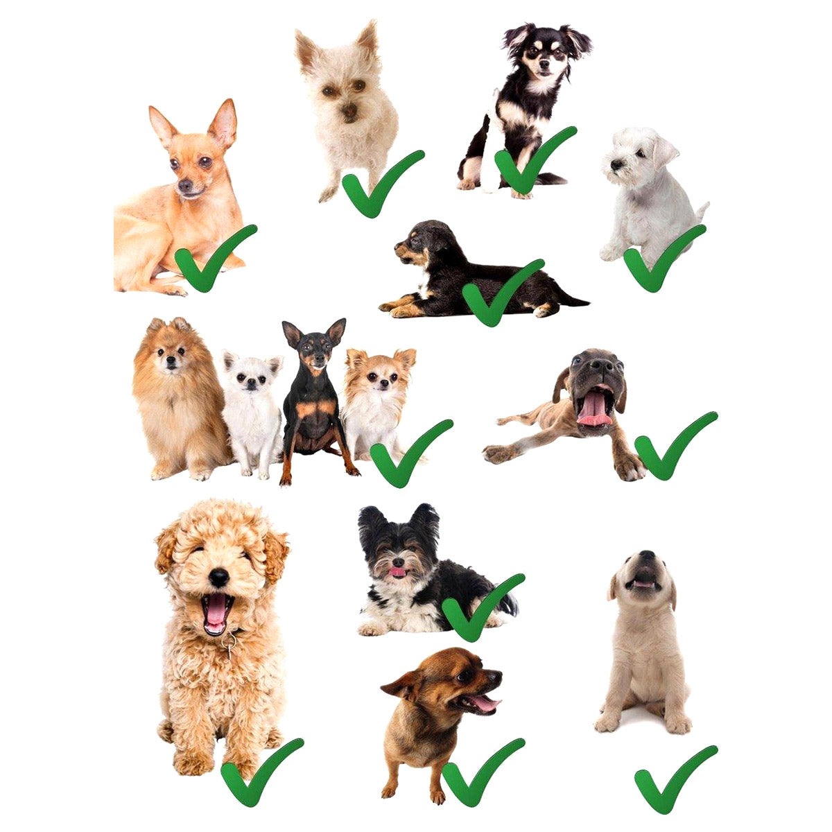 Ariko Autostoel Hond / Kat / Puppy - Opvouwbaar Waterbestendig Honden / Kat zitje - Dieren zitje voor in de auto - Hondenmand - 40 x 40 x 25 cm - Incl Opvouwbaar voerbakje en borstel - Veiligheidsband - Schone auto